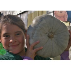 CROWN PUMPKIN LARGE Size NORTHLAND Grown
